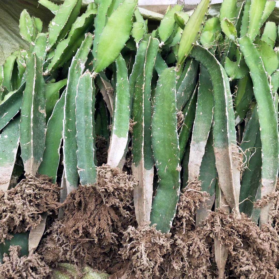 火龙果盆栽红心红龙果苗黄心当年结果地栽苗黄果树