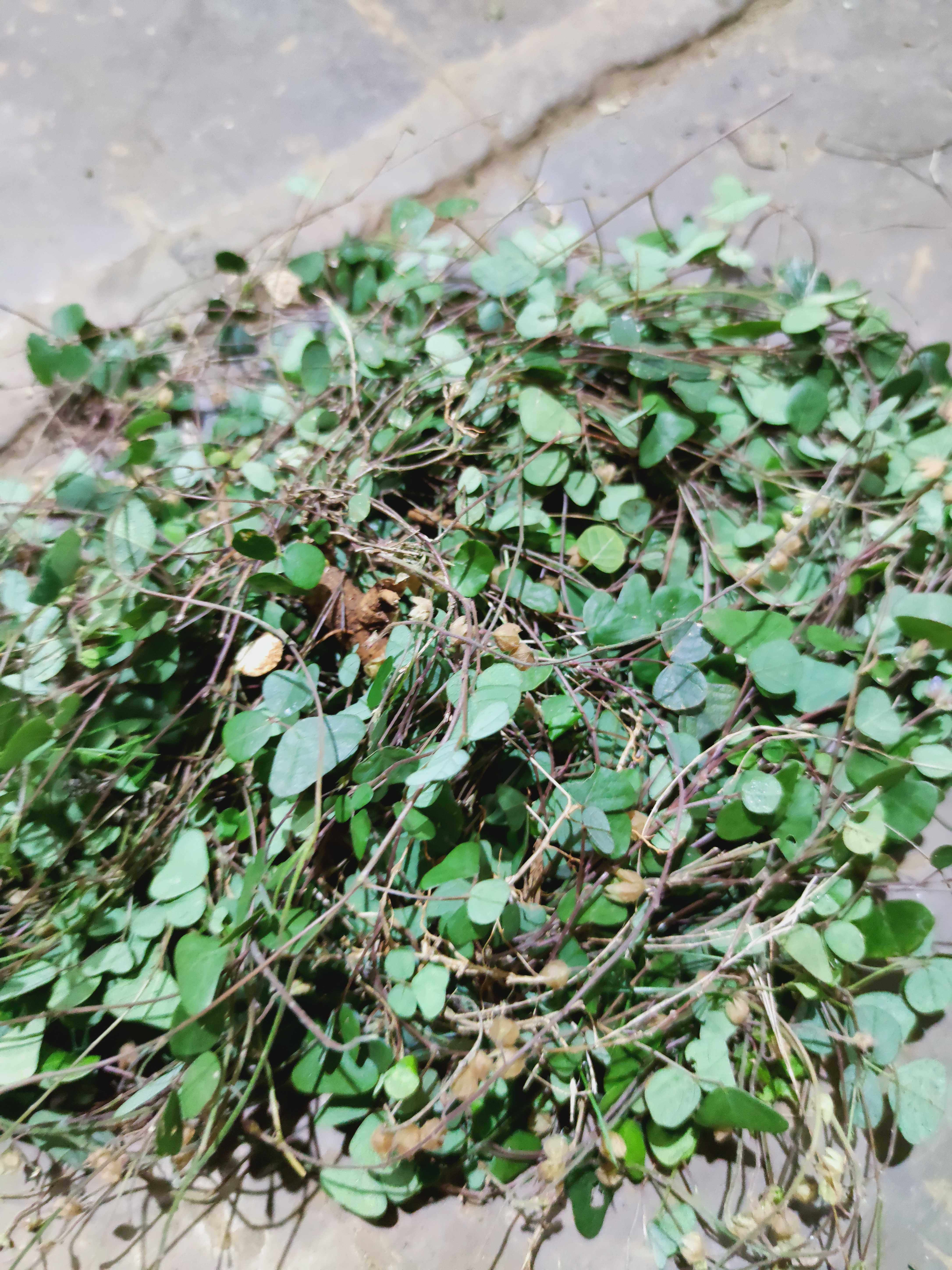 新鲜现采野生腰子双肾化石猪妖500克农技服务