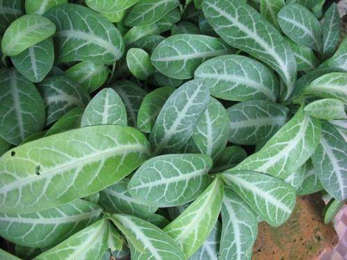 龙脷叶龙舌叶新鲜新鲜500克农技服务