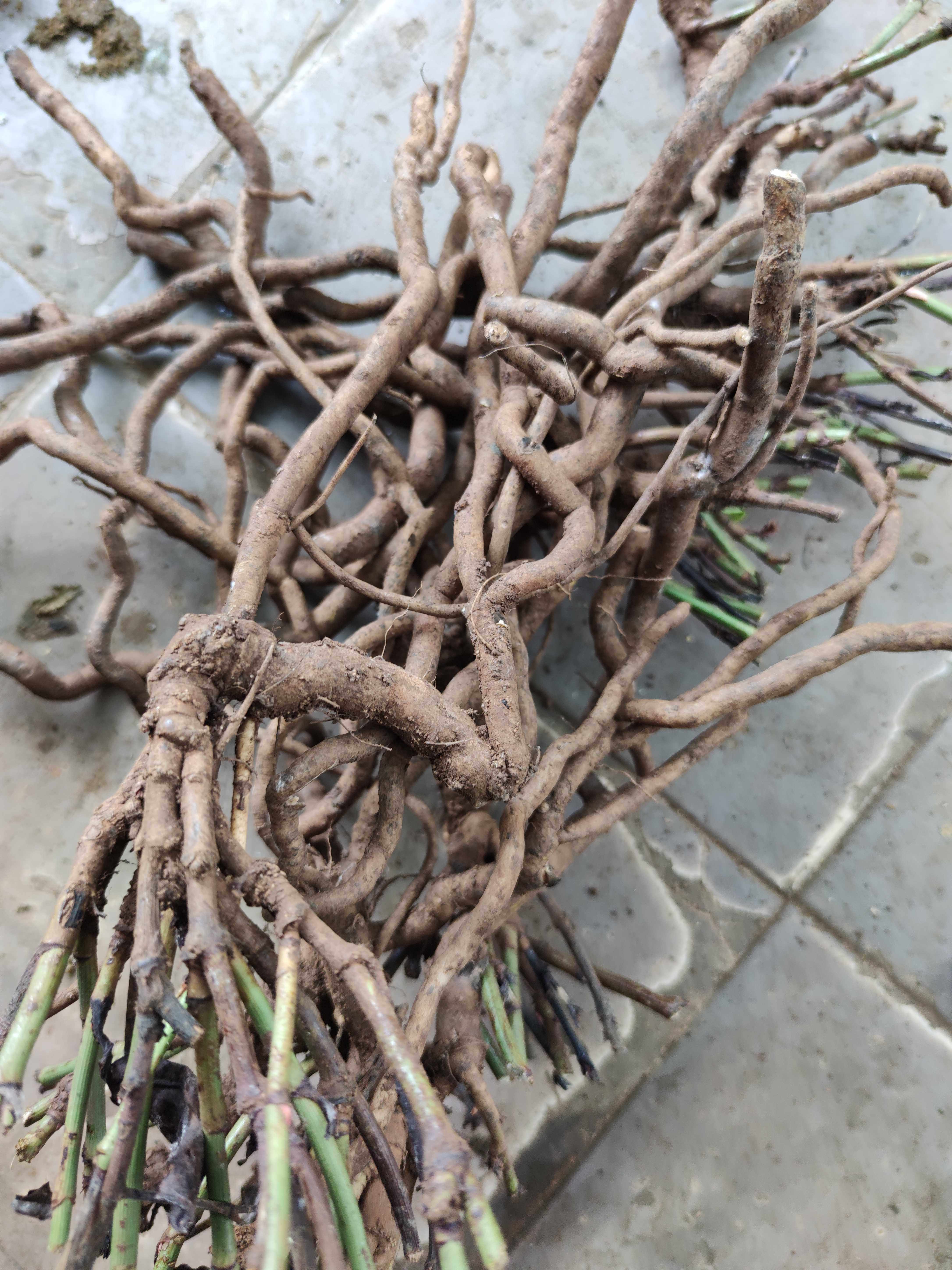 红花新鲜根部谢三娘雪花500克农技服务