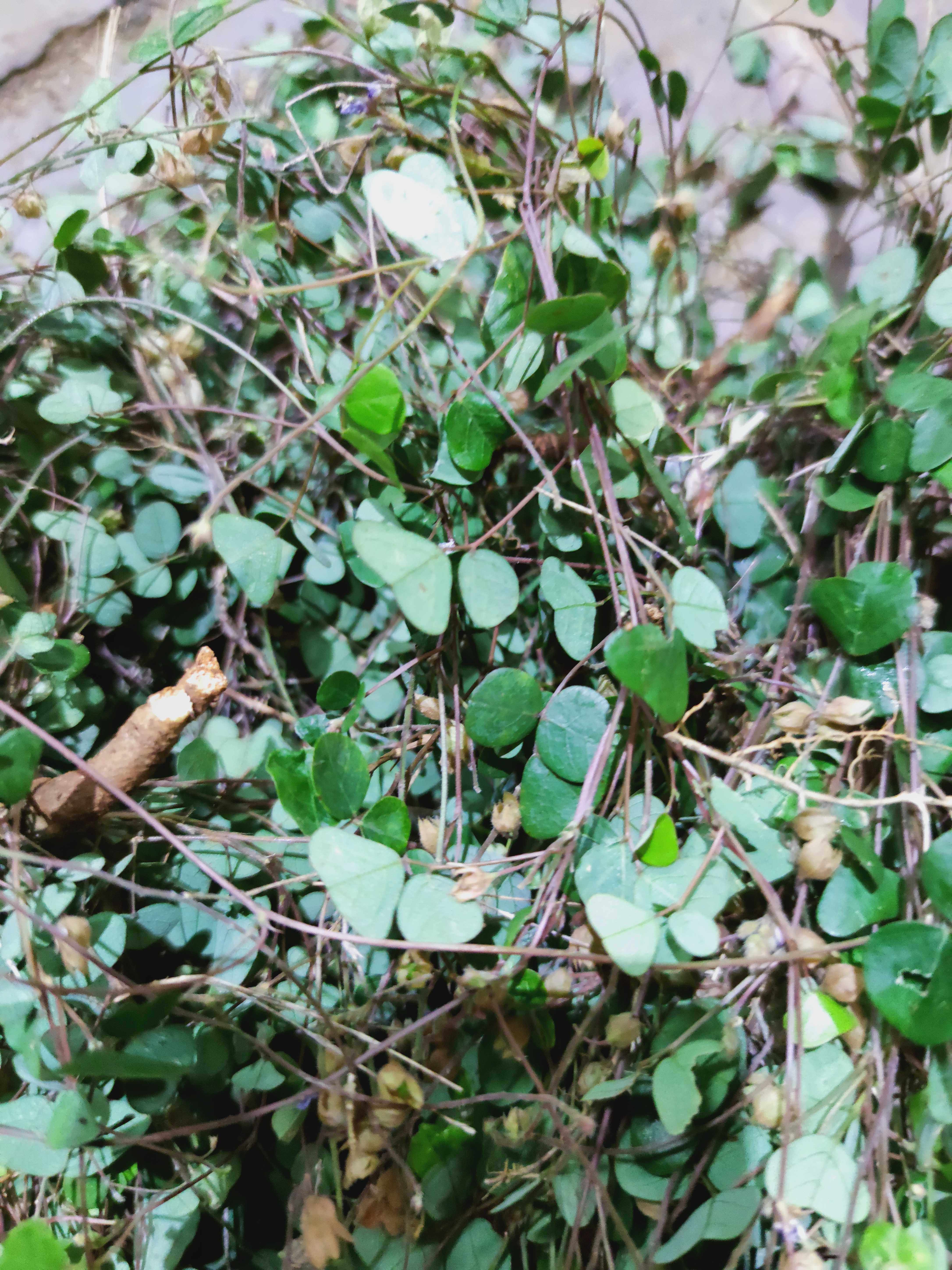 新鲜现采野生腰子双肾化石猪妖500克农技服务新鲜现采野生腰子草 双肾