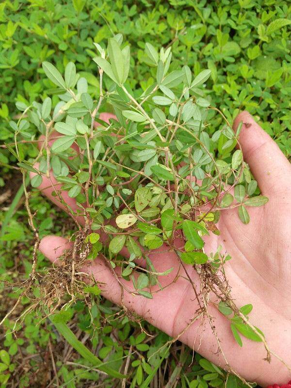 野生中草药三叶人字鸡眼新鲜500克农技服务