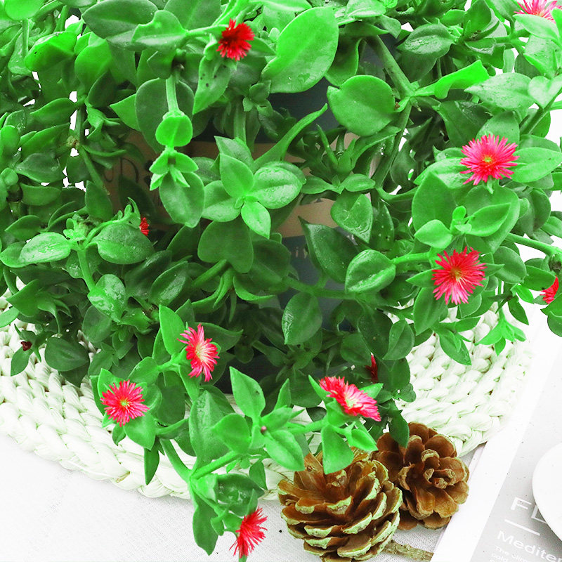 牡丹吊兰带花盆栽垂吊植物室内阳台四季开花绿植