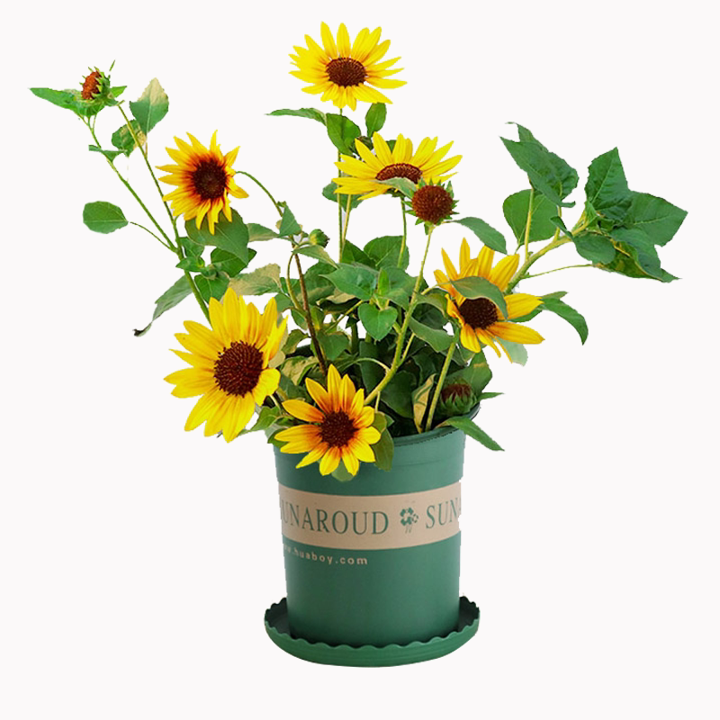 开花一盆1000朵超级向日葵盆栽光辉岁月四季庭院花卉时令草本花卉