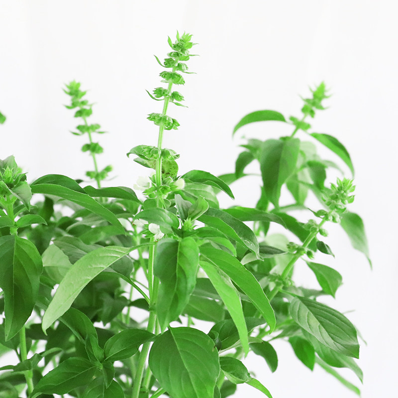 罗勒九层塔盆栽金不换植物可食用薄荷紫苏新鲜调味绿植