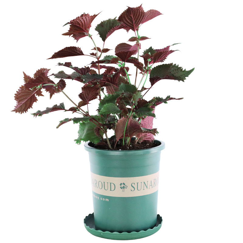 可食用紫苏盆栽新鲜香草植物薄荷荷叶大盆罗勒绿植