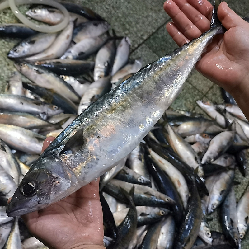 国产新鲜青花4斤海鲜水产占鱼鲜活海鱼青鱼马鲛鱼