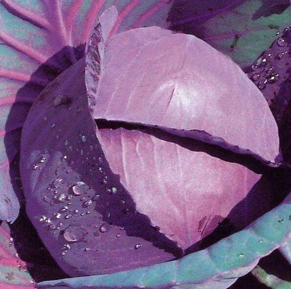 5斤甘蓝农家紫包菜球生菜新鲜紫色西餐蔬菜蔬菜沙拉