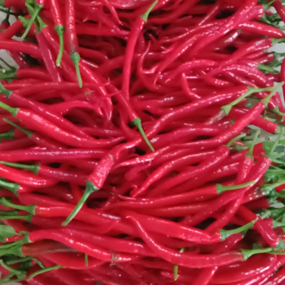 现摘现发红辣椒新鲜鲜红色线椒农家细长尖椒辣椒酱辣椒