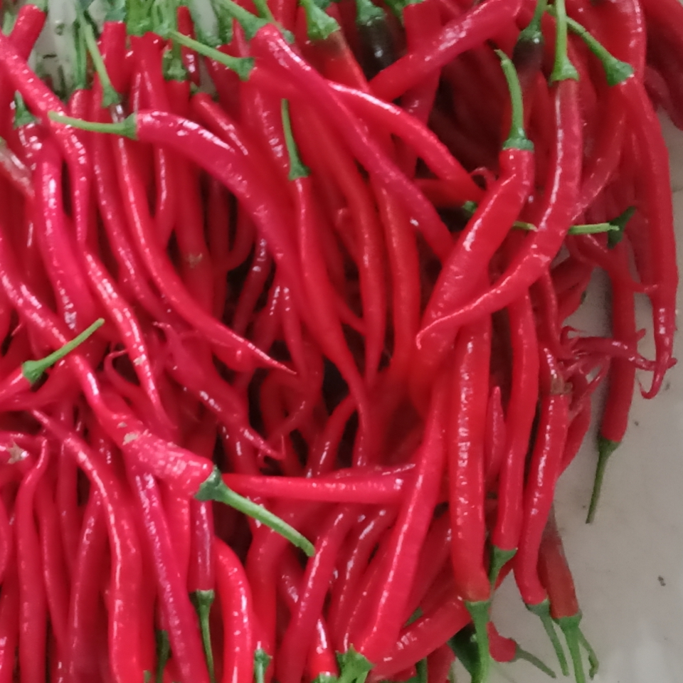 现摘现发红辣椒新鲜鲜红色线椒农家细长尖椒辣椒酱辣椒