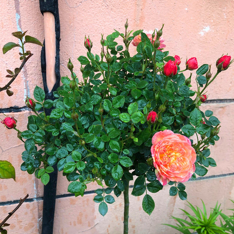 躲躲躲藏树月树桩月季树状棒棒糖捉迷藏花苗时令草本花卉