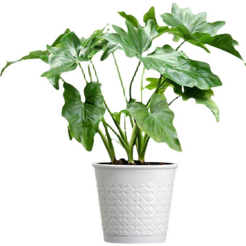 小天使甲醛盆栽绿植蔓绿春羽植物叶植物室内观龙鳞活页胶圈