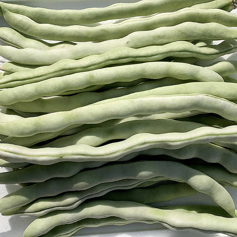 农家现摘5斤不老白不老架豆白架豆芸豆辽宁新鲜其它