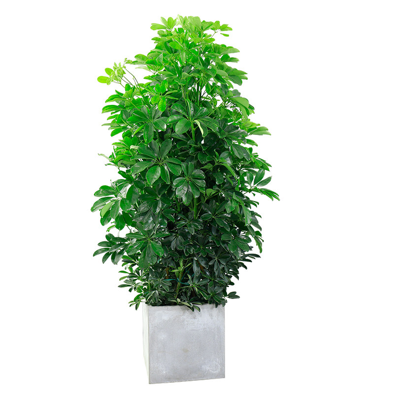 八方来财鸭脚木鹅掌柴七叶莲招财树办公室客厅大型绿植盆栽发财树