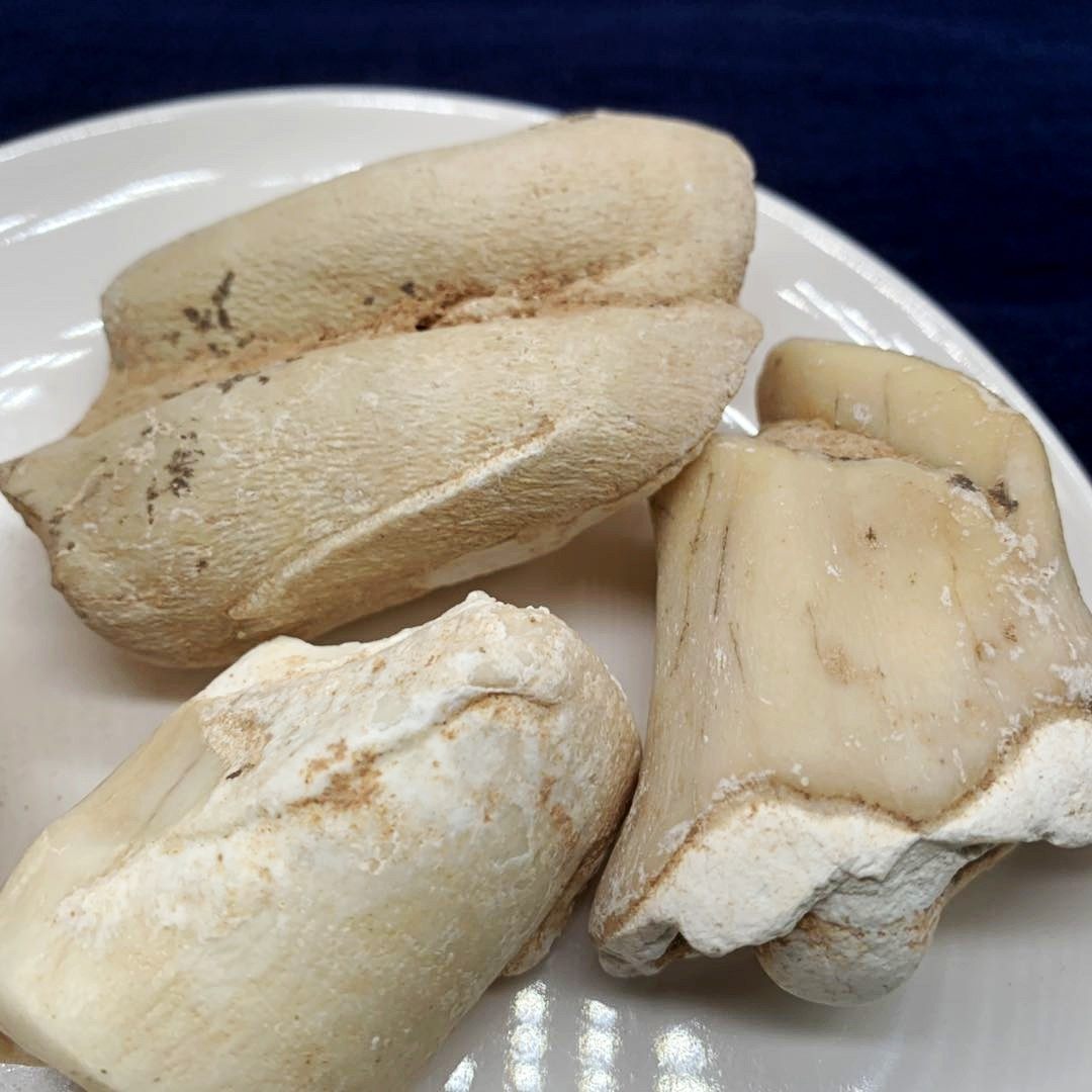 龙齿100g散装生龙青龙正宗白龙齿块龙齿个野生其他药食同源食品