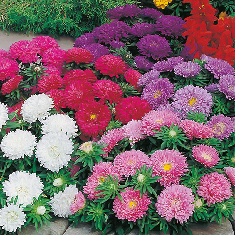 进口翠菊菊花种子重瓣大花阳台小姐系列四季家庭园艺种子