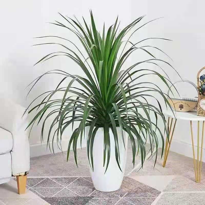 四季绿植龙须树龙血常青室内盆栽多头龙须养活蟹八件