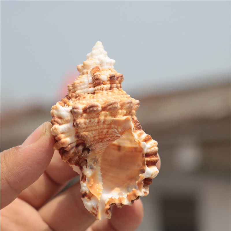 天然小石号螺金口蛙螺海螺工艺品贝壳摆件鱼缸海螺