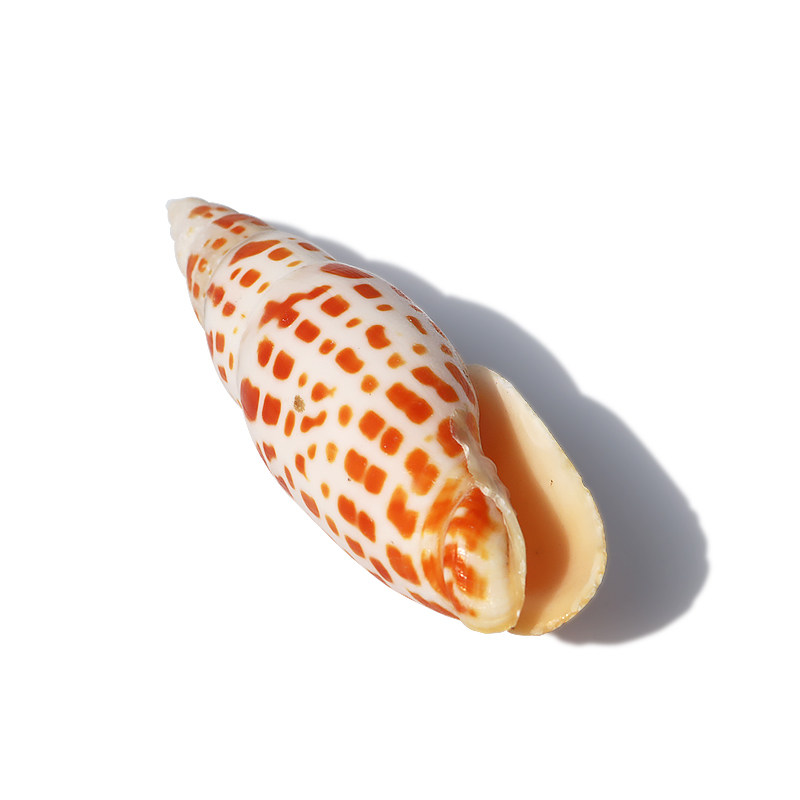 天然螺贝笔螺锦鲤红笔造景鱼缸地台摄影道具海螺