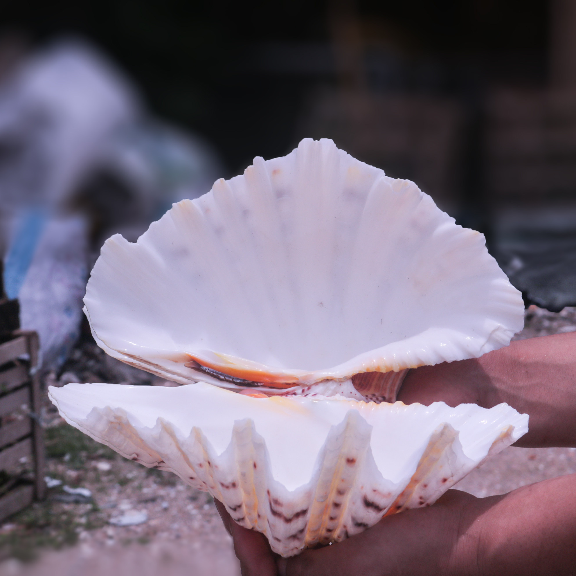 【螺贝艺】天然海螺贝壳情侣贝荷花贝家居摆件海葵烟灰缸多肉盆栽