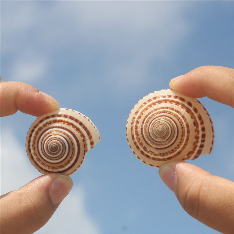 创意鱼缸漂流景观海螺地中海螺贝贝壳天然草帽海螺