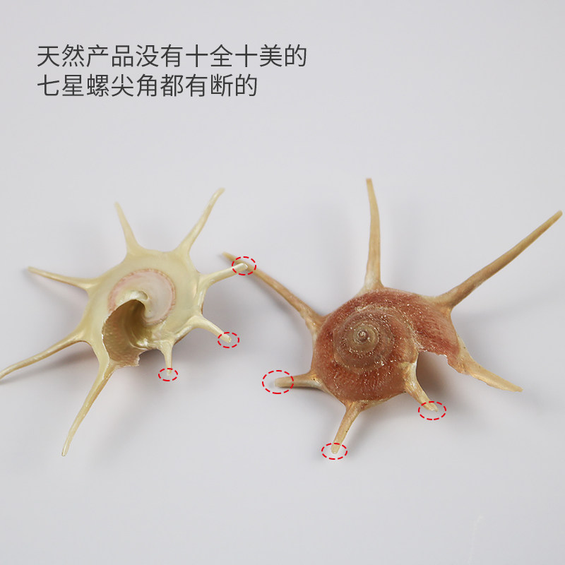 天然海螺贝壳长刺星螺稀有标本七星鱼缸造景海螺