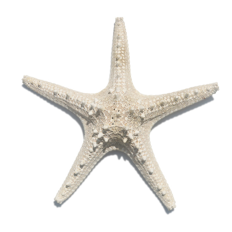 海星染色馒头海螺贝壳白海星超大天然霸王手指海螺