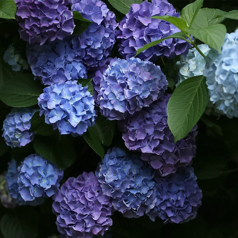 花芬魔幻精灵绣球花苗盆栽八仙仙花阳台庭院时令草本花卉