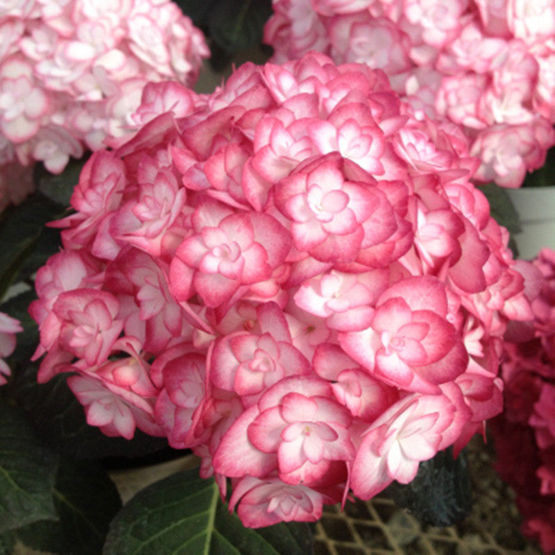 花芬坊梦心地绣球花苗盆栽八仙仙花阳台庭院时令草本花卉