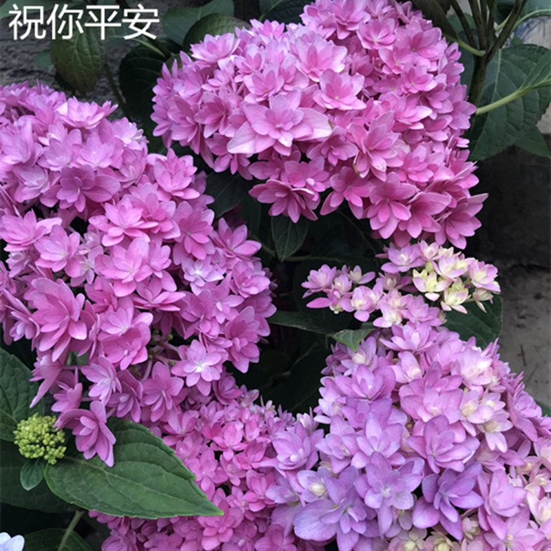 花芬你我一起绣球花苗盆栽八仙仙花阳台庭院时令草本花卉