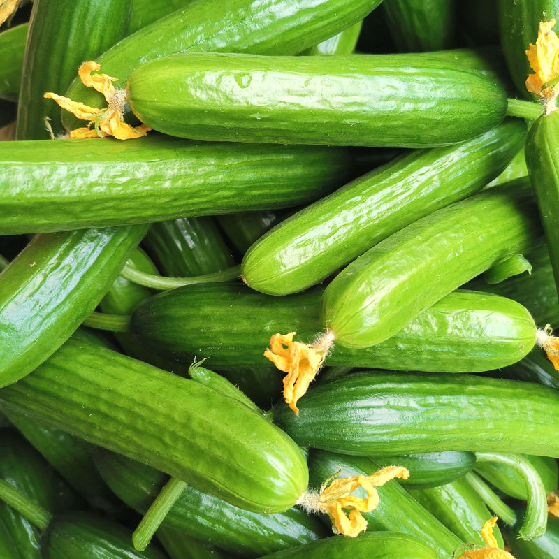 水果蔬菜箱包整箱清甜脆嫩时令菜瓜农家小黄瓜黄瓜