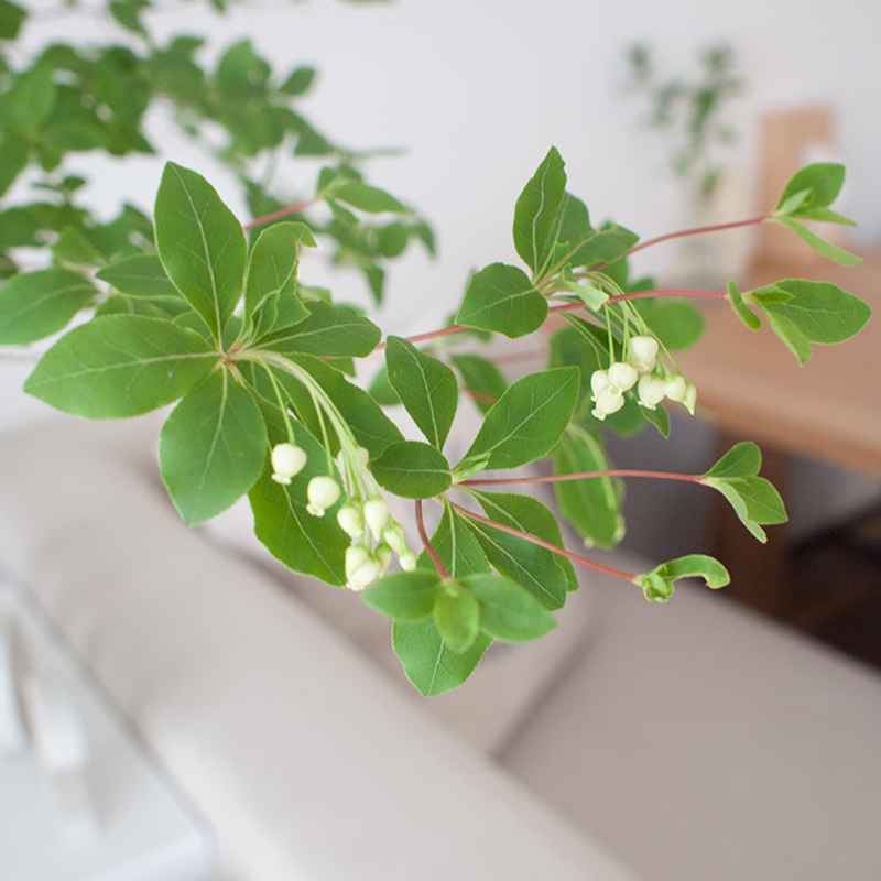 日本吊钟植物鲜切枝条水养居家室内装饰落地进口绿植