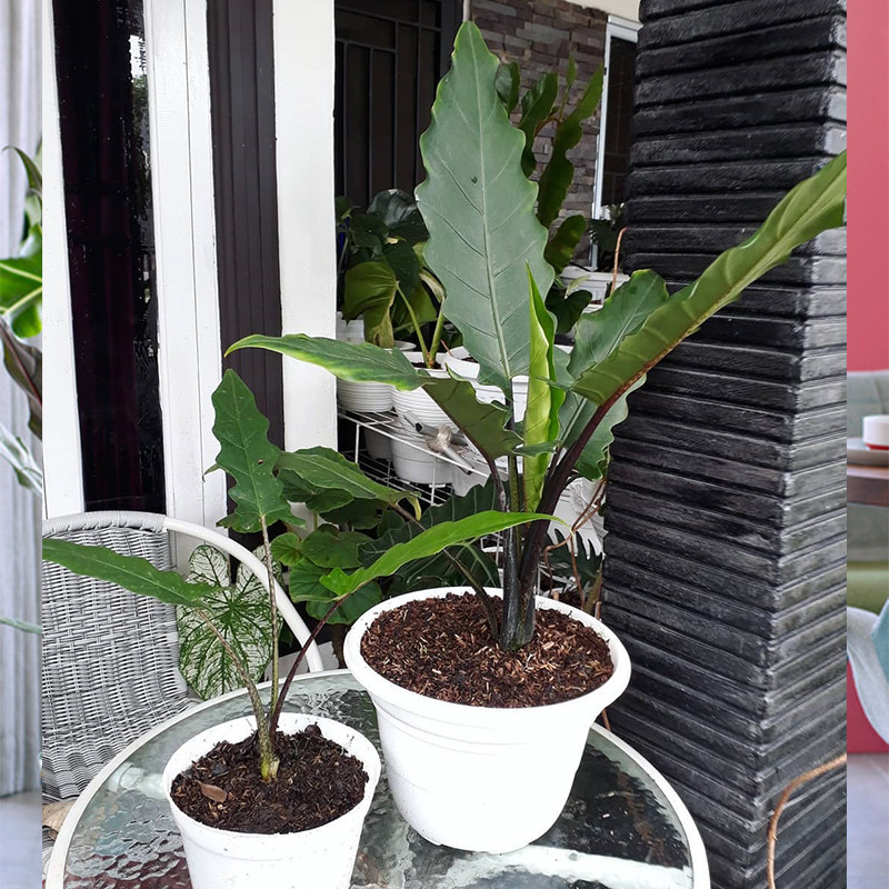 剑叶海象耳银剑红紫网红绿植ins植物叶植物进口观绿植