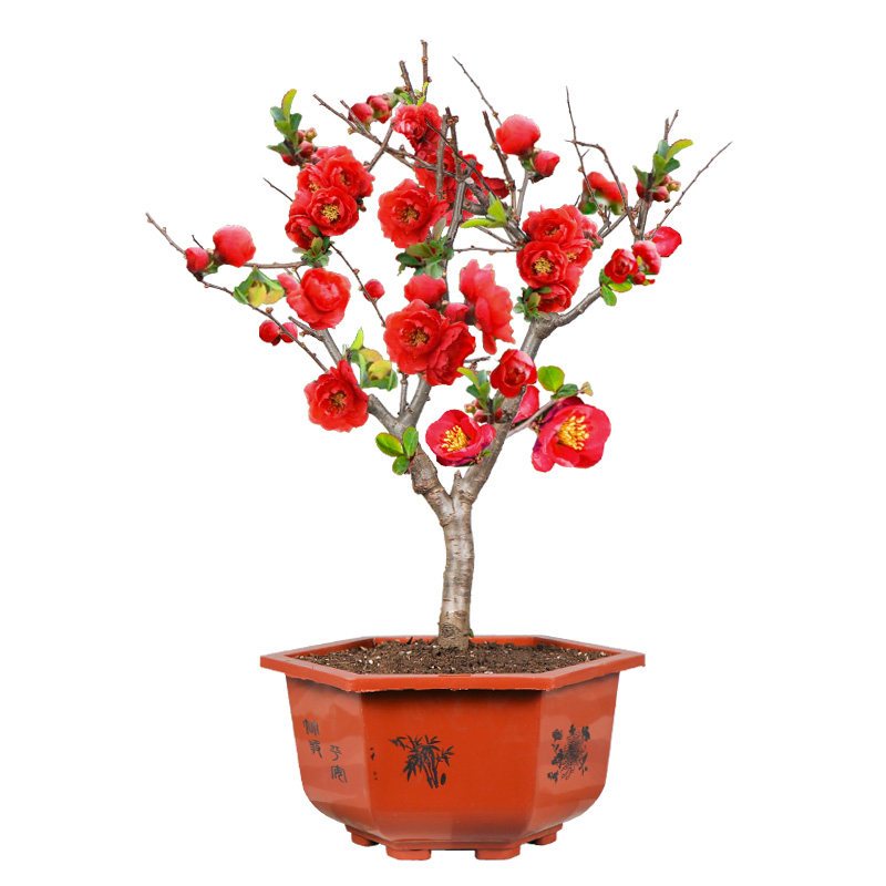 海棠花盆栽植物花苗老桩盆景树桩花苞四季开花花卉