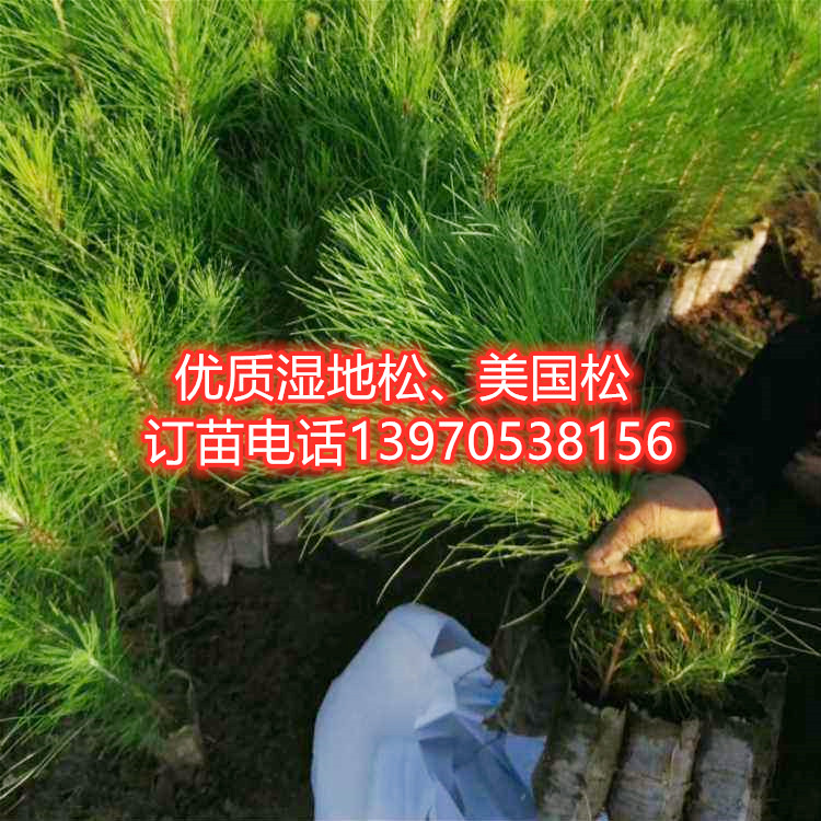 松树苗带方可南北方南北发货小袋树苗黑松马尾松行道树