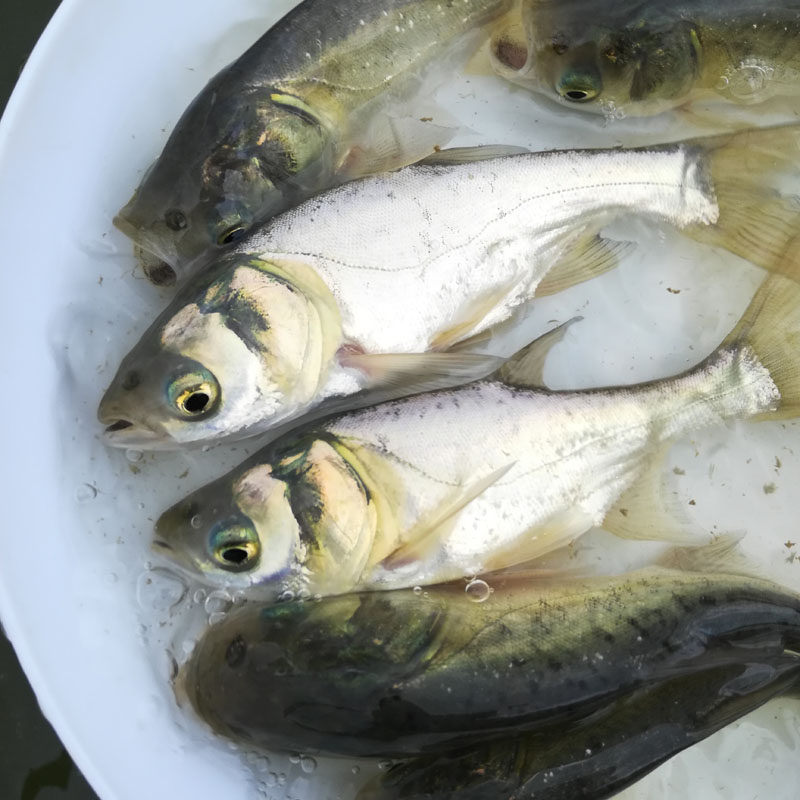 大头放生活体养殖淡水成活鱼苗易成活大家四大鱼