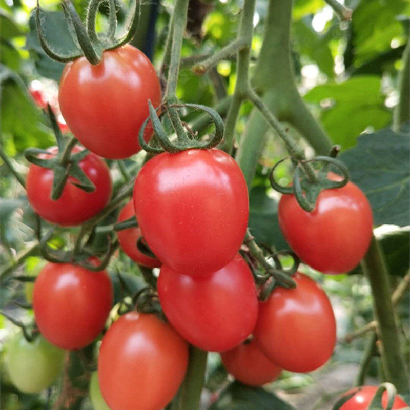 圣女果千禧小番茄当季新鲜水果樱桃小西西红柿柿子番茄