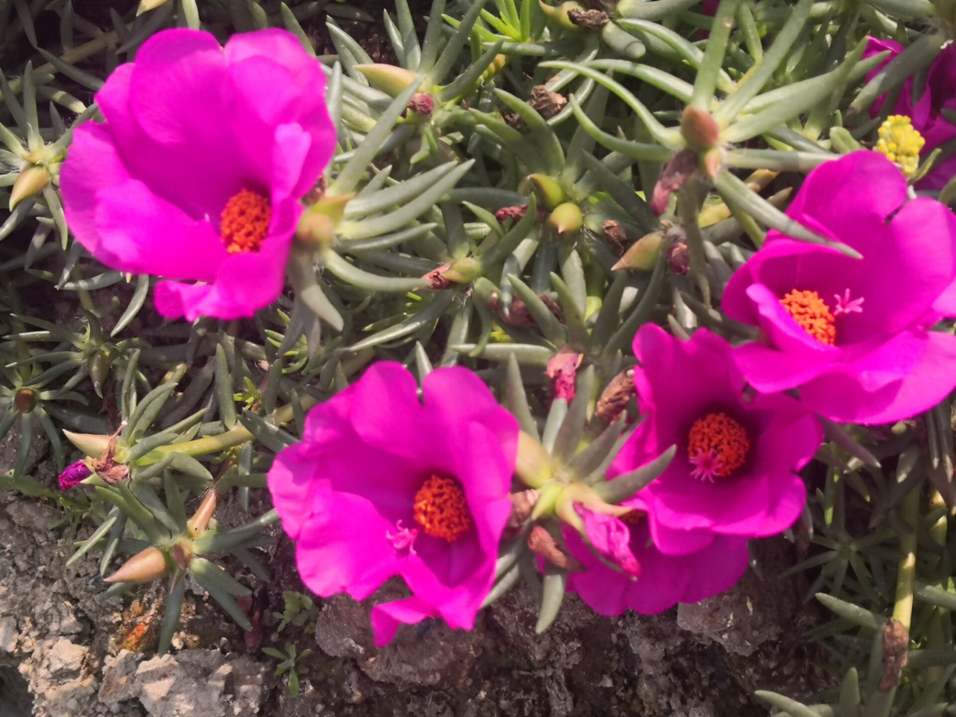 针叶单瓣宿根太阳花盆栽花卉花苗花苞阳台庭院时令草本花卉