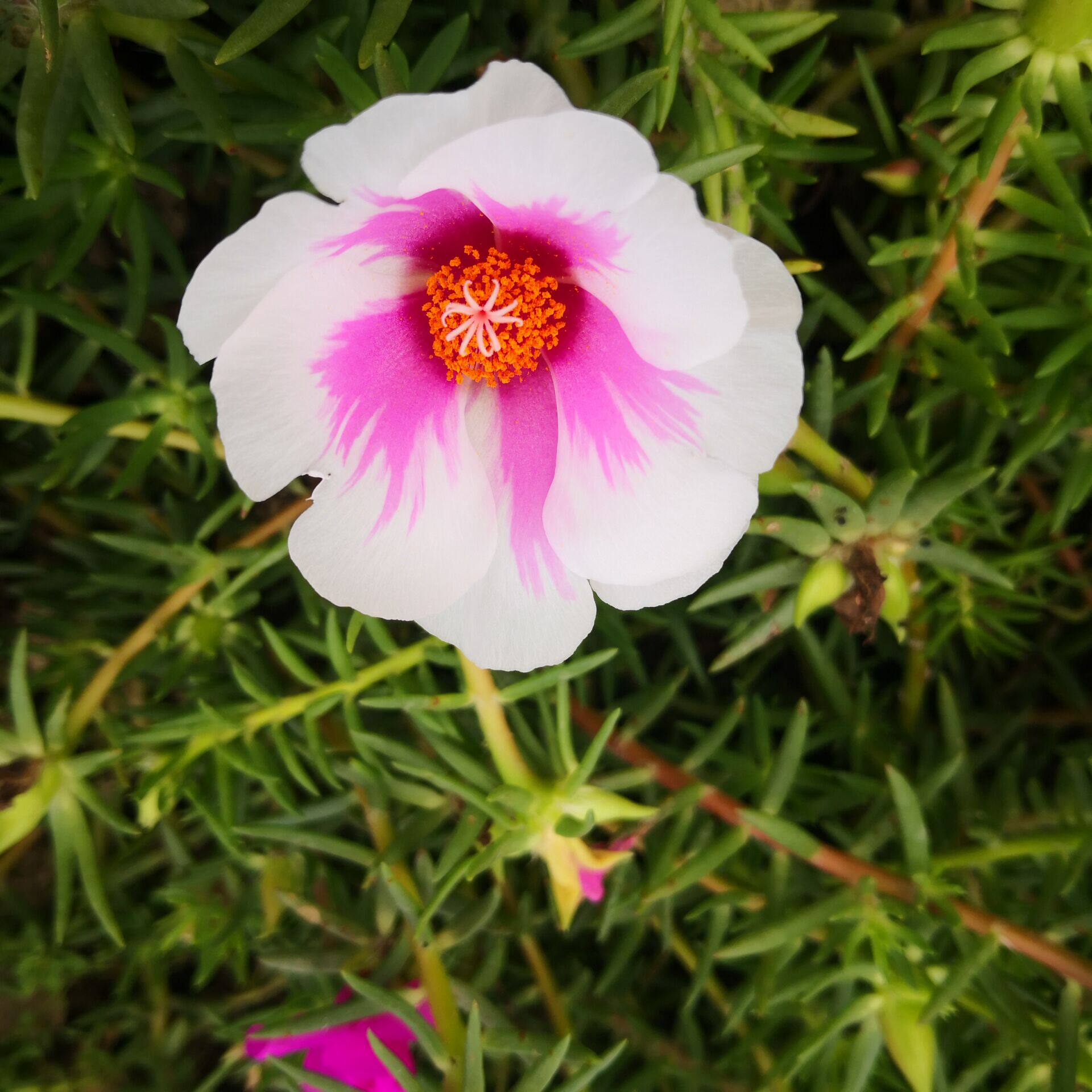针叶单瓣宿根太阳花盆栽花卉花苗花苞阳台庭院时令草本花卉