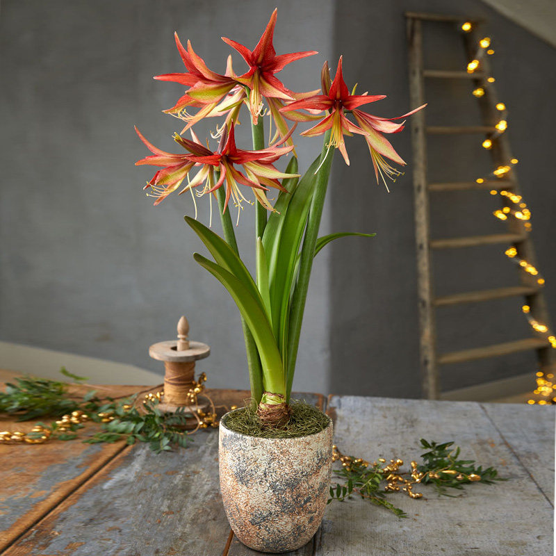 圣茵朱顶兰荷兰进口朱顶红苏门答腊细瓣洋朱种球