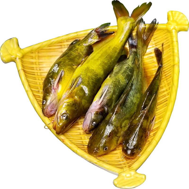 野湖捕昂刺鱼小河河鱼淡水鱼新鲜黄辣丁鲜活黄颡鱼淡水鱼类