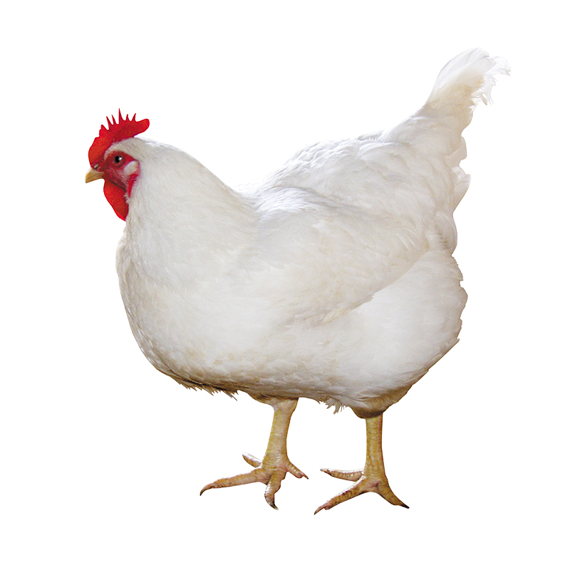 鸡苗白羽纯种鸡活苗白高产土鸡活苗公鸡母鸡整鸡
