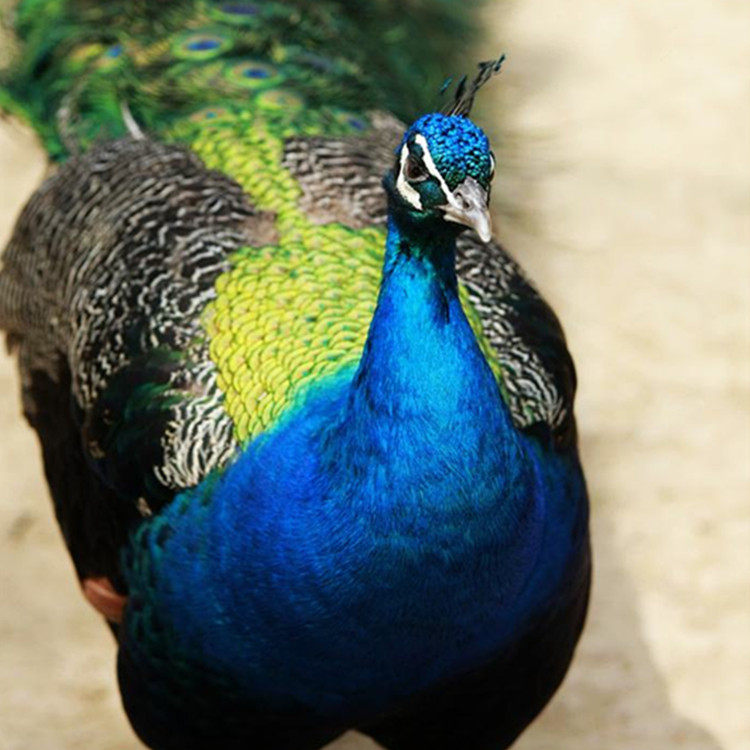 孔雀成年宠物活体观赏鸟白蓝孔雀孔雀花一年年半其它生肉制品