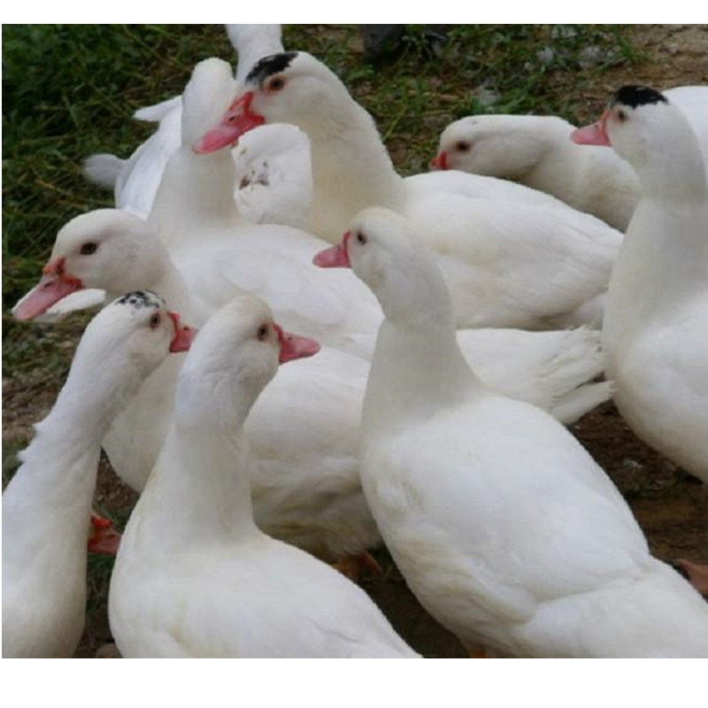 农家散养红脸番鸭肉散养土鸭红嘴鸭肉现杀新鲜生鸭肉