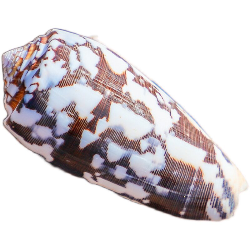 天然鱼缸品地装饰品装饰造景米螺高贵海螺玉米海螺