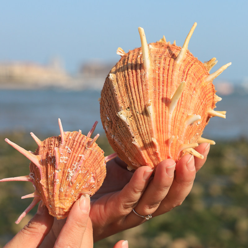 海菊天然带刺菊花花贝壳家居摆件装饰婚庆道具海螺