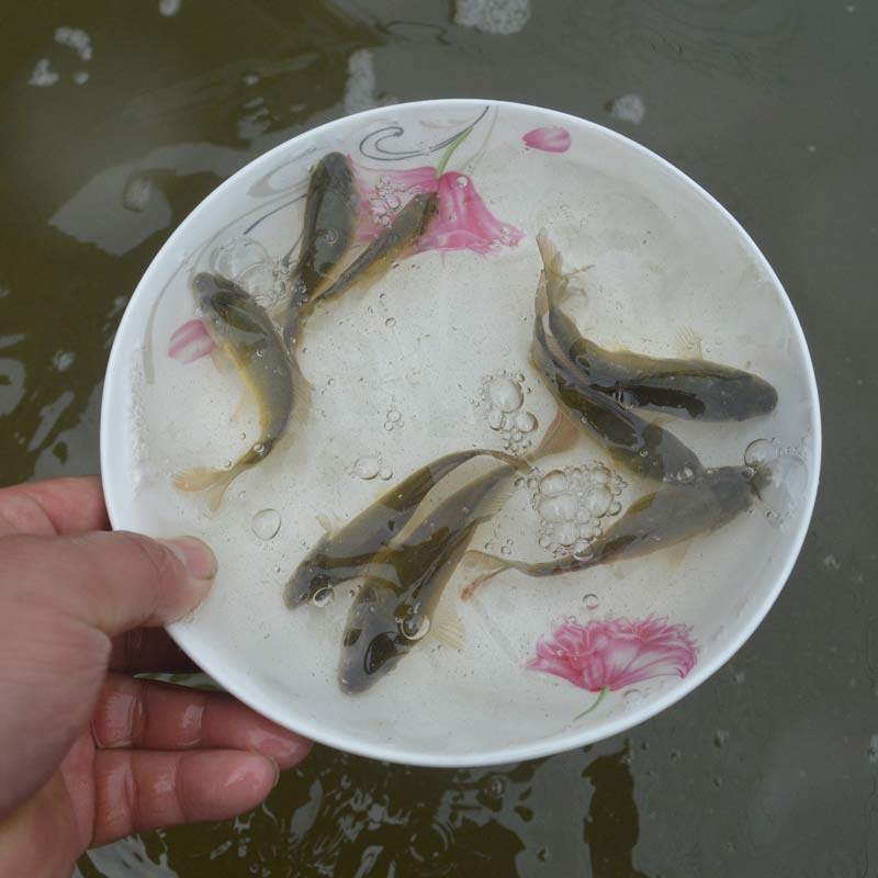裸鲤鱼苗淡水养殖食用活体冷水观赏鱼无磷无甲鱼