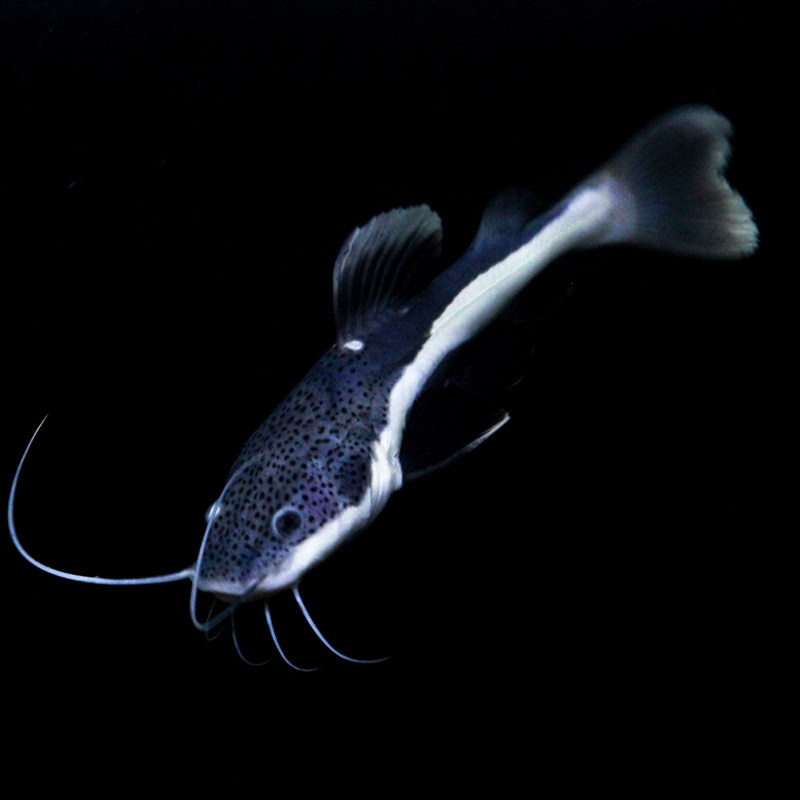 热带观赏鱼淡水狗仔鱼招财鱼招财猫鱼活体中大型鱼招财鱼活物包活