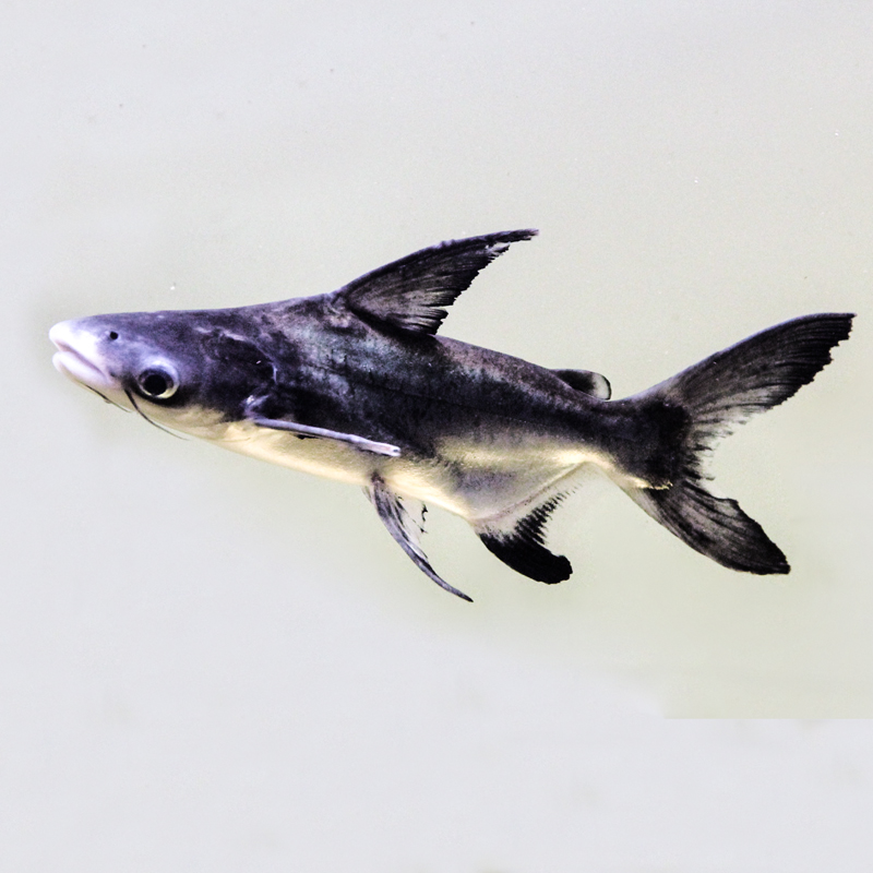 成吉思汗鲨热带淡水观赏鲨鱼蓝鲨虎头鲨活物中大型鱼大白鲨鱼活体