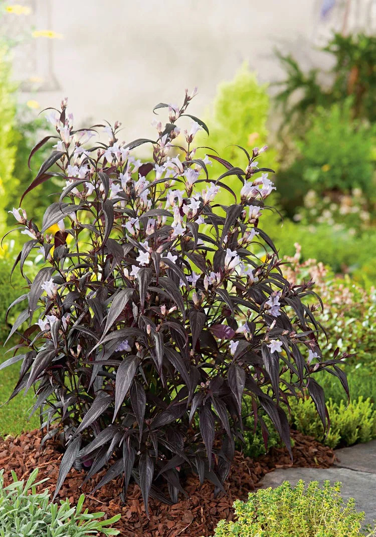 紫叶马蓝喜雅 四季常绿灌木 庭院阳台观叶观花植物 带花苞或带花